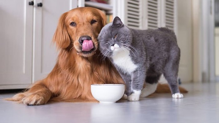 Evcil Bir Hayvan Olsan İsmini Ne Koyarlardı?