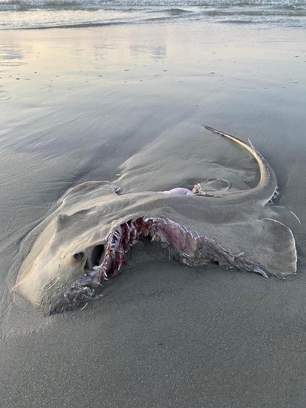 8. Köpek balığı saldırısına uğramış olan bir vatoz türü: