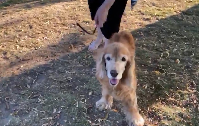 Görme Bozukluğu Olan Köpeğin İnsan Dostunu Koklayarak Tanıyıp Kendinden Geçtiği Anlar