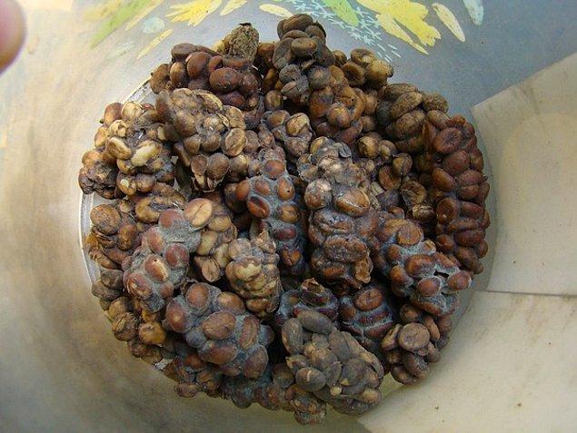 3. Endonezya'da bulunan Kopi Luwak Kahvesi.