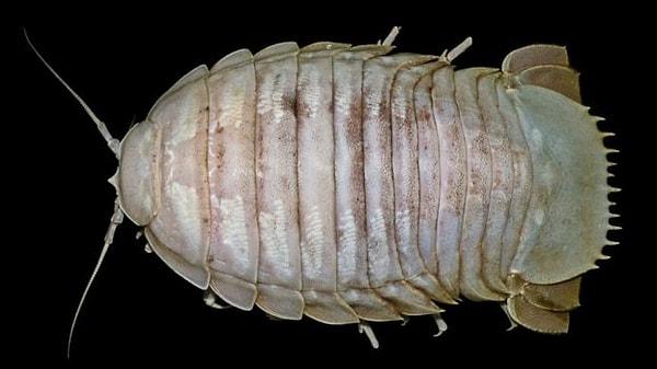 Endonezya Bilim Enstitüsü baş araştırmacısı Coınni Margaretha Sidabalok'a göre bu dev hamam böceğinin boyutu çok büyük ve Bathynomus ailesinin bugüne kadar keşfedilen en büyük 2. türü konumunda.
