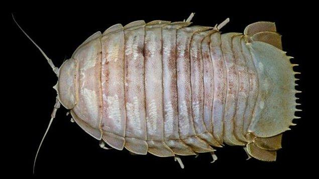 Endonezya Bilim Enstitüsü baş araştırmacısı Coınni Margaretha Sidabalok'a göre bu dev hamam böceğinin boyutu çok büyük ve Bathynomus ailesinin bugüne kadar keşfedilen en büyük 2. türü konumunda.