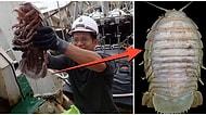 Endonezya'da Okyanusun Yaklaşık Bin Metre Altında 'Dev Hamam Böceği' Keşfedildi!