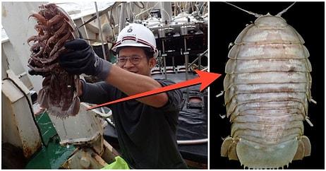Endonezya'da Okyanusun Yaklaşık Bin Metre Altında 'Dev Hamam Böceği' Keşfedildi!
