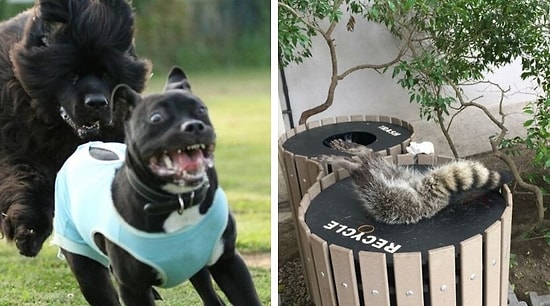 20 смешных фотографий животных, у которых день был хуже, чем у вас