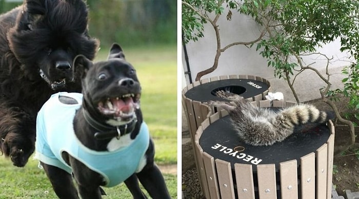 20 смешных фотографий животных, у которых день был хуже, чем у вас