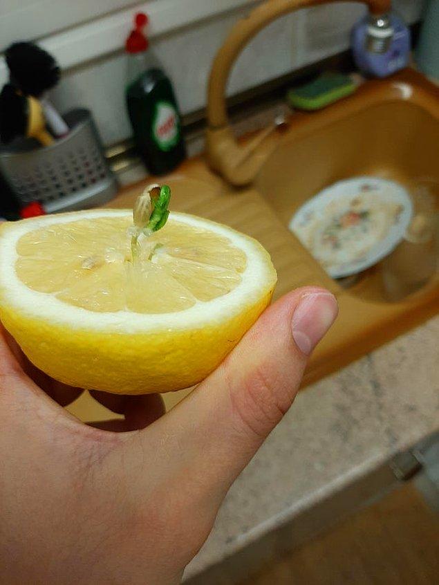 5. "Limonumun içinde bir limon ağacı var!"