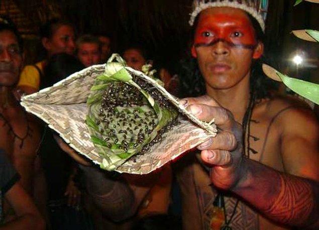 Brezilya'nın Amazon Ormanlarının derinliklerinde yaşayan bir kabile olan Satere-Mawe'ler, ergenliğe geçiş aşamasında çok acımazsız bir ritüel uyguluyor.