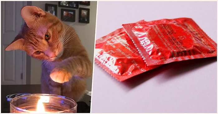 Удивительная история о том, как кошка стала причиной нежелательной беременности