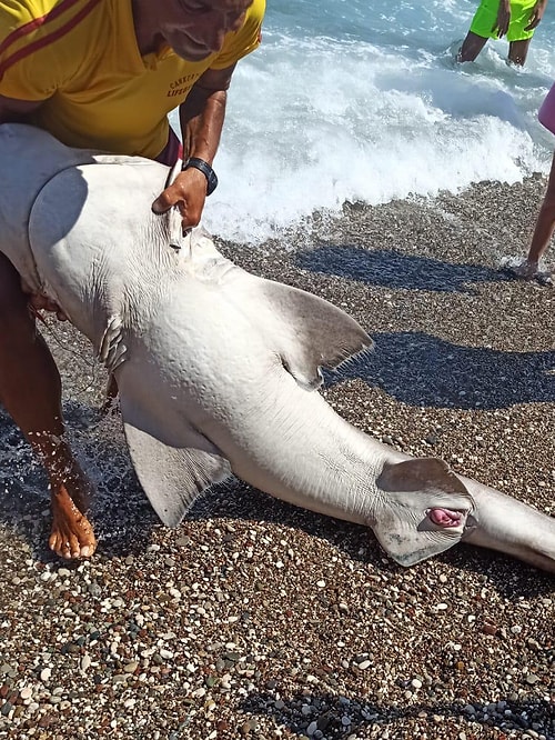 İki Metre Uzunluğundaki Köpekbalığı Antalya'da Kıyıya Vurdu