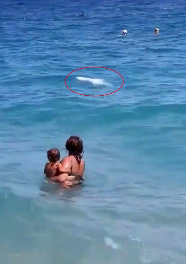 Sahile serinlemek için gelen turistler, suyun içinde hareketsiz yatan köpekbalığını görünce cankurtarana haber verdi.