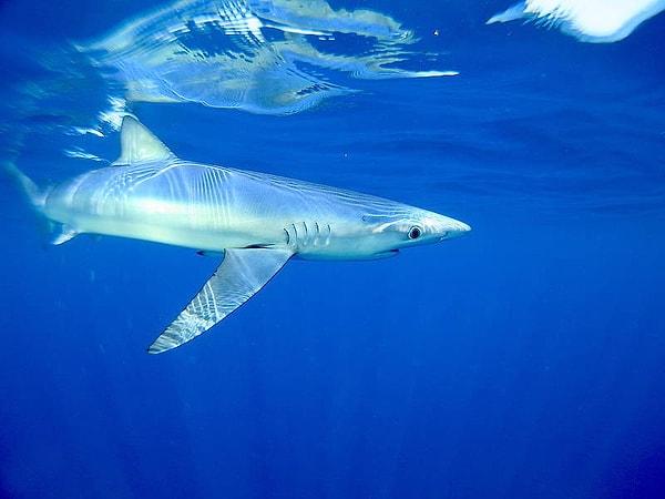 WWF: Akdeniz’in köpekbalıkları tehlikede