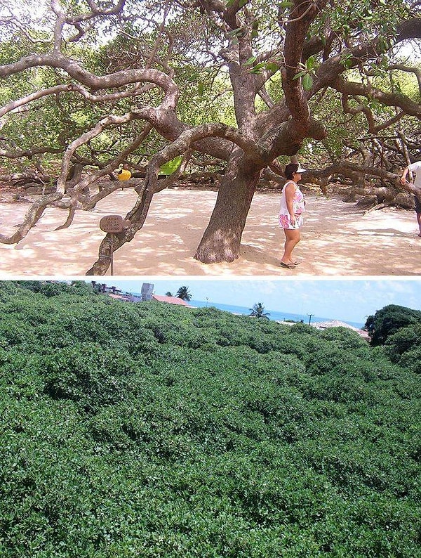15. Единственное дерево кешью разрослось настолько, что издалека кажется целой рощей
