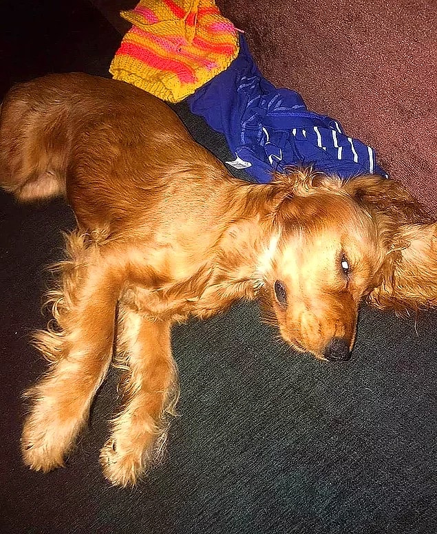 3. Kendisine emanet edilen köpeğe tecavüz eden şahsın serbest bırakıldıktan sonra sosyal medyada tepki çekmesiyle cezaevine gönderilmesi...