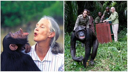 Şempanzelerin İnsanlarla Benzerliklerini Dünyaya Tanıtan Kadın: Jane Goodall