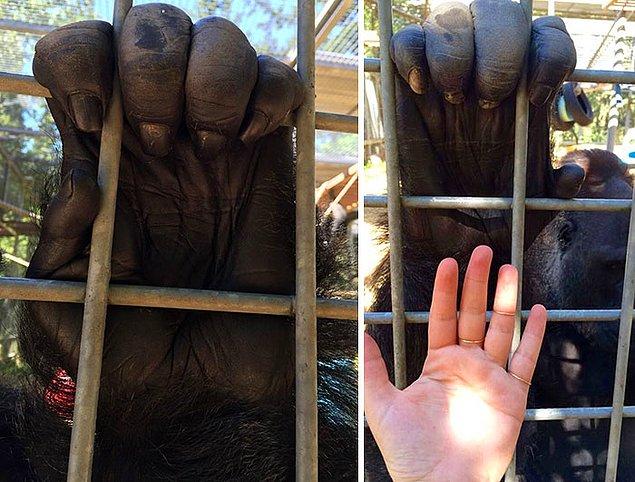 21. Bir gorilin eli ve normal bir insan eli.