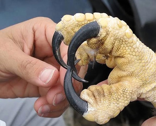 16. Вы когда-нибудь задумывались, насколько большой орлиный коготь?