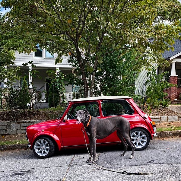 29. Мини купер и Белла