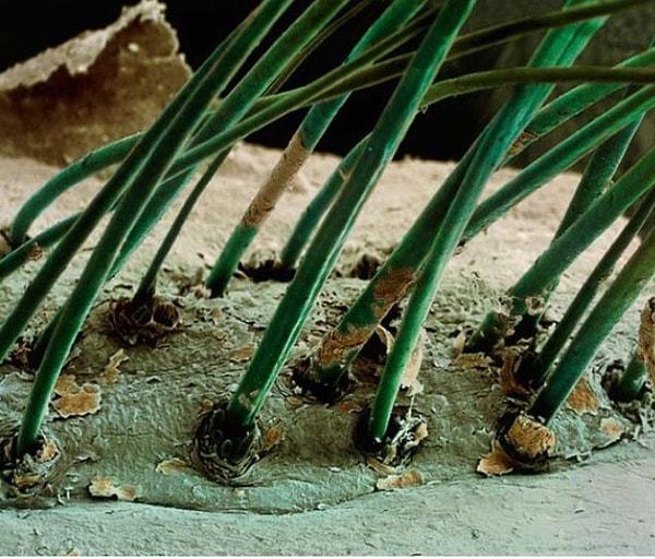 15. Kirpiklerimiz mikroskop altında böyle görünüyor.