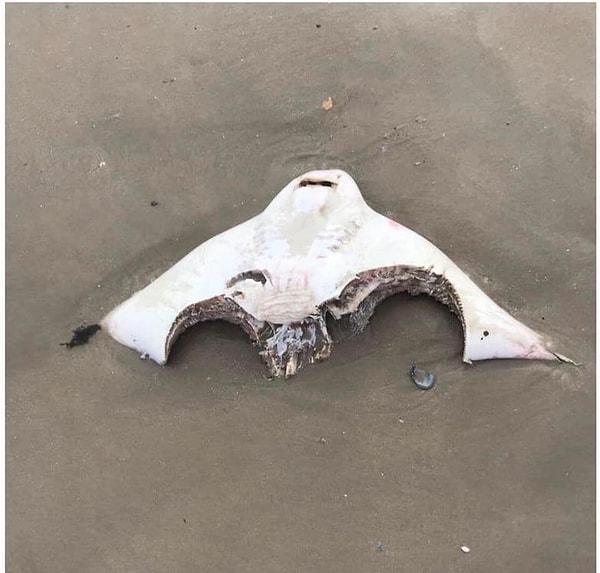 9. Köpek balıkları tarafından parçalanan bir vatoz:
