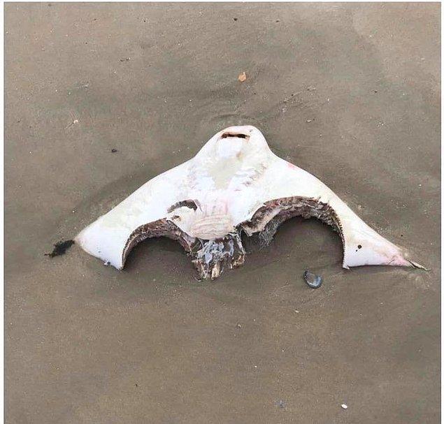 9. Köpek balıkları tarafından parçalanan bir vatoz: