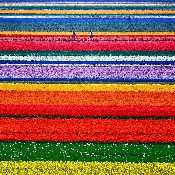 11. İzlerken içimizde çiçekler açıyor, çünkü burası Hollanda'dan bir lale tarlası.