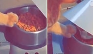 Arkadaşı Rahatça Mama Yiyebilsin Diye Minnoş Patileriyle Kaseyi Tutan Kedi