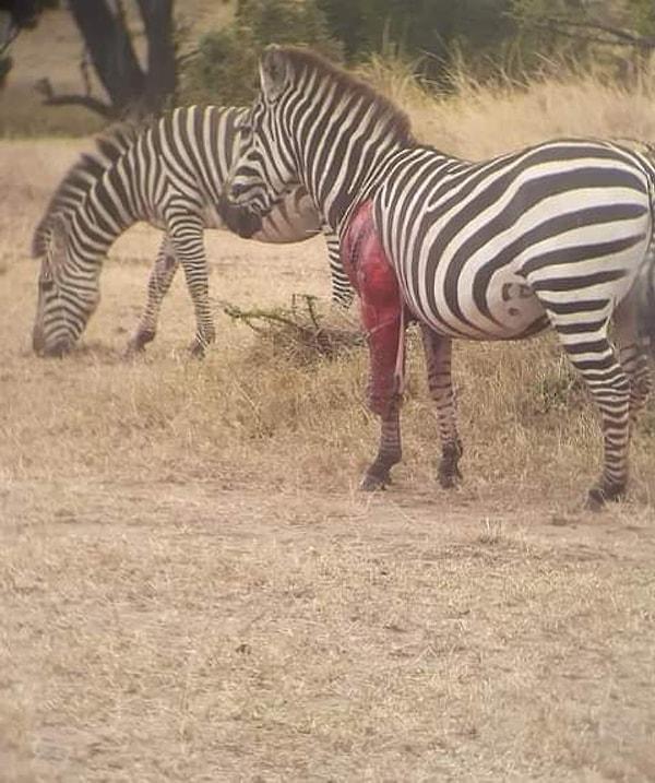 Av olmaktan son anda kurtulan bu zebra:
