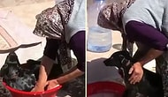 Köpeği Leğende Yıkayan Teyzenin İzlerken Yumuşacık Olacağınız Muhteşem Görüntüleri