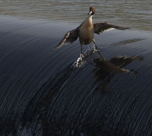 13. Ördekler sörf yapmayı severler.
