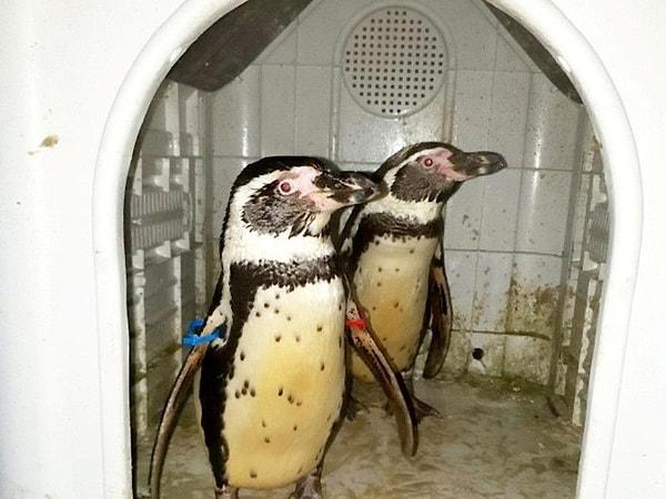 2019'da bir ihbar üzerine bölgedeki iki çalıntı Humboldt pengueni de polis memurlarınca kurtarılmıştı.