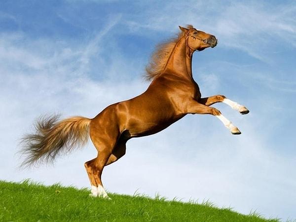 14. Azerbaycan - Karabağ Atı