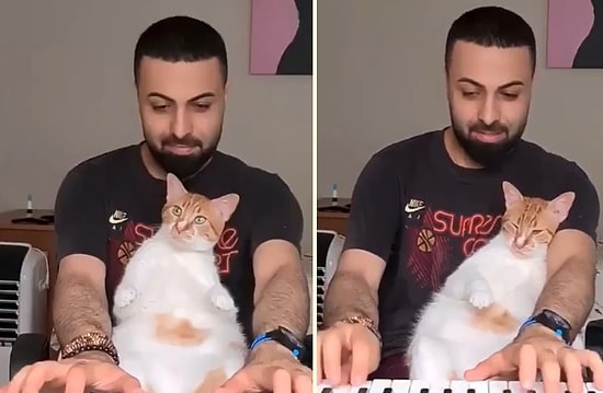 Piyano Çalan İnsan Dostunun Kucağında Uykuya Dalan Minnoş Kedi
