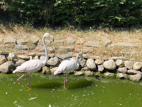 İstanbul'da Silah Kaçakçılığı Operasyonu: Baskın Yapılan Evde Puma, Flamingo ve İguana Ele Geçirildi