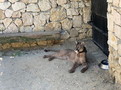 İstanbul'da Silah Kaçakçılığı Operasyonu: Baskın Yapılan Evde Puma, Flamingo ve İguana Ele Geçirildi