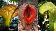 Sanki Fantastik Bir Dünyadan Gelmişler! Dünyada Görüp Görebileceğiniz En Garip 11 Bitki