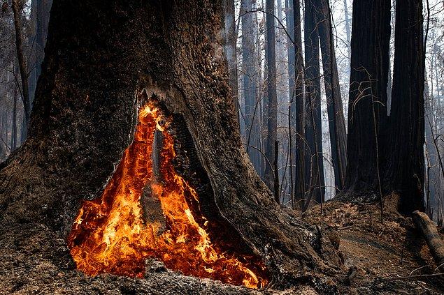 Yangın nedeniyle eyaletin bazı bölgelerinde bulunan binlerce yıllık ağaçların da tehlike altında olduğu söyleniyor.