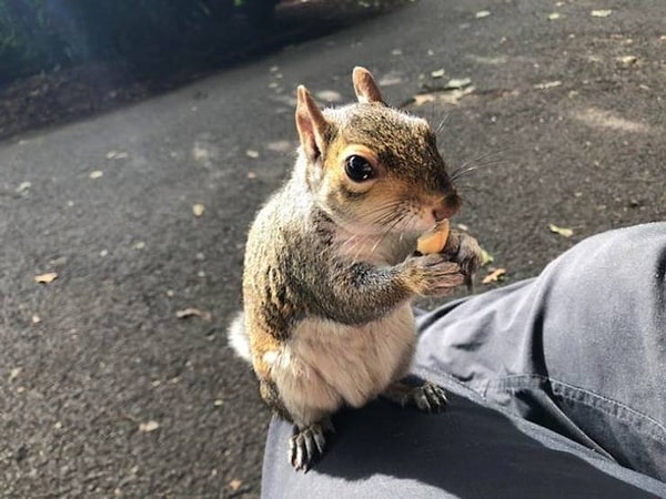 13. Книга и скамейка в парке есть только в комплекте с белкой на коленях в Канаде.