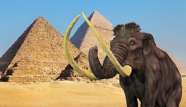 6. Мамонты жили во времена постройки пирамид