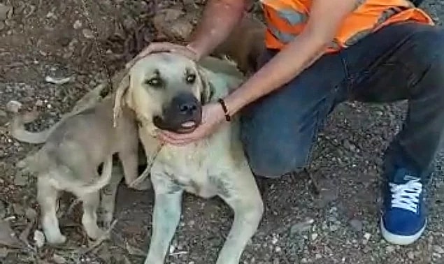 2. 71 yaşındaki adamın köpeğe tecavüz etmesinin ardından para cezasıyla serbest bırakılması...