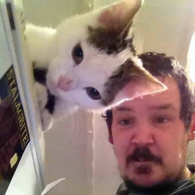 10. Kedi gibi kedi. :)