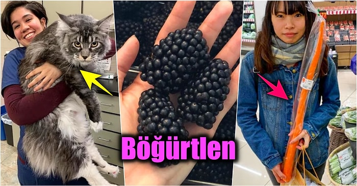 Normal Boyutlarına Alıştığımız Şeylerin Doğal Olamayacak Kadar Devasa Hallere Ulaşabileceğini Kanıtlayan 19 Fotoğraf