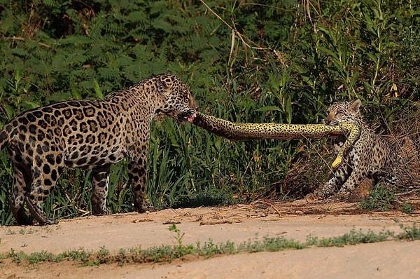 9. Anakonda için kavgaya tutuşan jaguarlar: