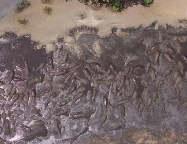 2. Бегемоты собираются искупаться в Африке