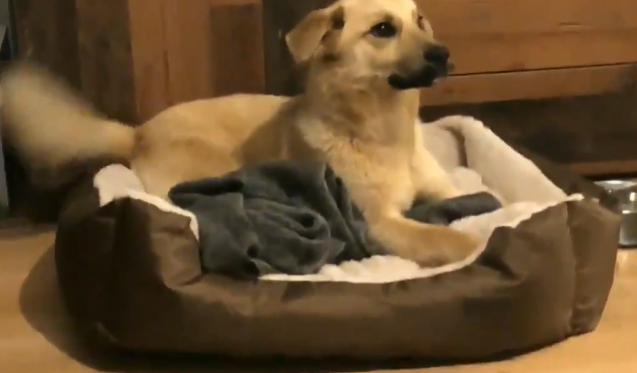 Sokakta Bulunup Eve Alınan Köpeğin Mutluluktan Ne Yapacağını Bilemediği