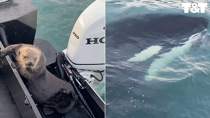 Katil Balinadan Kurtulmak İçin Tekneye Saklanan Akıllı Su Samuru