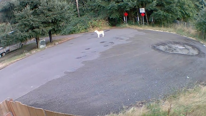 İnsan Dostu Tarafından Ormanlık Alana Terk Edilen Köpeğin İnsanın İçini Acıtan Görüntüleri