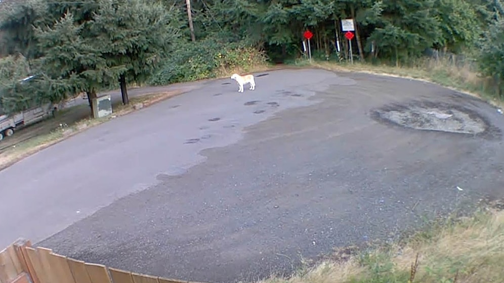 İnsan Dostu Tarafından Ormanlık Alana Terk Edilen Köpeğin İnsanın İçini Acıtan Görüntüleri