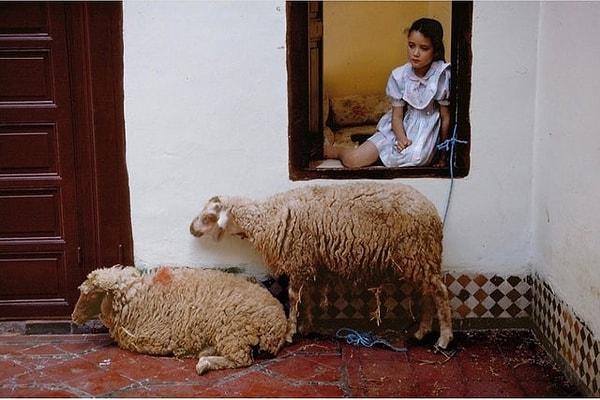 20. Küçük kız ve koyunları.