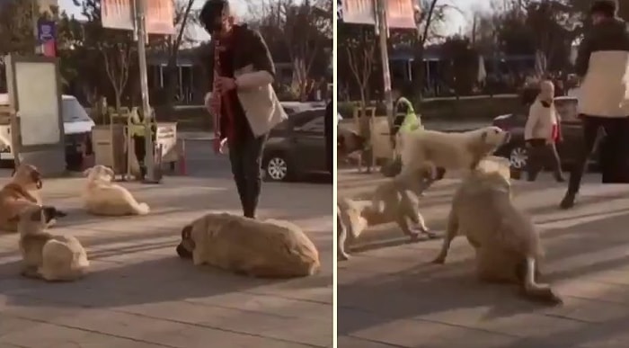 Klarnet Çalan Gence Verdikleri Tepkiyle Kahkahaya Boğan Sokak Köpekleri